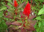 rojo Flores de jardín Cresta De Gallo, Planta Plume, Amaranto Emplumada, Celosia Foto