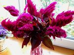 burgundy Garden Flowers Cockscomb, Plume Plant, Feathered Amaranth, Celosia Photo