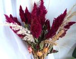 vinoso Flores de jardín Cresta De Gallo, Planta Plume, Amaranto Emplumada, Celosia Foto