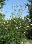 white Garden Flowers Giant scabious, Cephalaria Photo