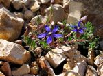 сіні Садовыя Кветкі Цианантус, Cyananthus фота