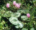 mynd Sá Brauð, Hardy Cyclamen lýsing