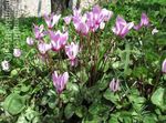 foto Zaaien Brood, Winterharde Cyclamen beschrijving