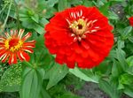 rouge les fleurs du jardin Zinnia Photo