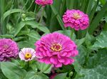 lilas les fleurs du jardin Zinnia Photo