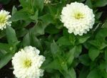 სურათი Zinnia აღწერა