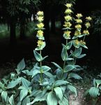 gelb Gartenblumen Germer, Veratrum Foto