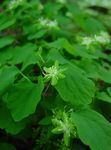 Rue anemone 