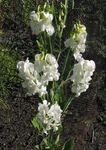 white Garden Flowers Sweet Pea, Everlasting Pea, Lathyrus latifolius Photo