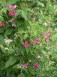 rose les fleurs du jardin Gesse Tubéreuse, Lathyrus tuberosus Photo