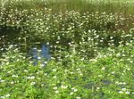 Bianco Ranuncolo D'acqua