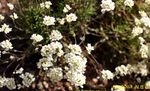 white Garden Flowers Schivereckia Photo