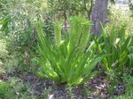 Фото Eucomis (Eukomis, Ананас Лалагүл) сипаттамасы