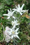 Edelweiss