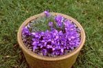 purple Garden Flowers Silvery Dwarf Harebell, Edraianthus Photo