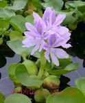 Water hyacinth