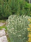 Antennaria, Pied De Chat