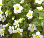 blanco Flores de jardín Violeta Persa, Alemán Violeta, Exacum affine Foto