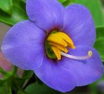 azul Flores de jardín Violeta Persa, Alemán Violeta, Exacum affine Foto