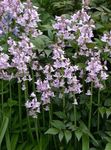 Bluebell Espagnol, Bois Jacinthe