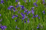 blue Garden Flowers Spanish Bluebell, Wood Hyacinth, Endymion hispanicus, Hyacinthoides hispanica Photo