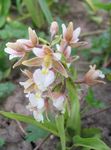 Nuotrauka Marsh Garbenis, Pelkė Epipactis aprašymas