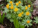 Winter aconite 