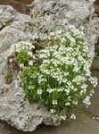 white Garden Flowers Fairy Foxglove, Erinus alpinus Photo