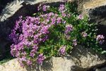 lilac Garden Flowers Fairy Foxglove, Erinus alpinus Photo