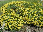 giallo I fiori da giardino Grano Saraceno, Eriogonum foto