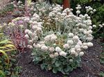 blanco Flores de jardín Alforfón, Eriogonum Foto