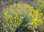 Photo Oregon Sunshine, Woolly Sunflower, Woolly Daisy description