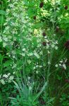  	Elegant Camas, Mountain Death Camas