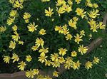 Foto Bush Daisy, Roheline Euryops kirjeldus