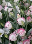 rose les fleurs du jardin Gentiane, Lisianthus, Jacinthe Texas, Eustoma Photo