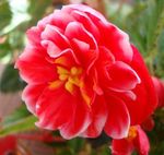 rouge les fleurs du jardin Gentiane, Lisianthus, Jacinthe Texas, Eustoma Photo