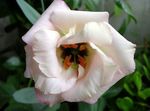 bijela Vrtne Cvjetovi Prerijski Gorčica, Lisianthus, Texas Bluebell, Eustoma Foto