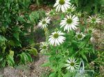 Coneflower, Doğu Coneflower