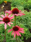 rot Gartenblumen Sonnenhut, Östlichen Sonnenhut, Echinacea Foto