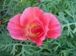 rosa I fiori da giardino California Papavero, Eschscholzia californica foto