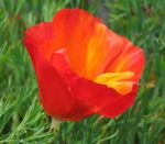 rosso I fiori da giardino California Papavero, Eschscholzia californica foto