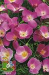 lilac Garden Flowers California Poppy, Eschscholzia californica Photo