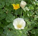 blanco Flores de jardín Amapola De California, Eschscholzia californica Foto