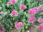 rose les fleurs du jardin Anthyllide, Les Doigts De Dame, Anthyllis Photo