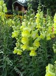 Snapdragon, Weasel's Snout