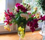 hvit Hage blomster Snapdragon, Røyskatt Snute, Antirrhinum Bilde