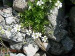 blanco Flores de jardín Nieve-En-Verano, Cerastium Foto