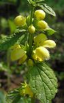 gelb Gartenblumen Lamium, Taubnessel Foto