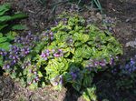 Photo Lamium, Dead Nettle description