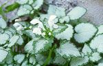 Photo Lamium, Dead Nettle description